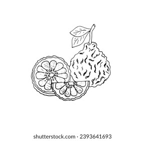 Bergamot vector hand-drawn sketch. Isolated illustration of citrus fruit with slices. Isolated vector illustration on white background. 