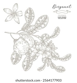 Bergamot vector illustration. Citrus bergamia plant isolated on white. Bergamot fruits and flowers. Hand drawn engraving style.