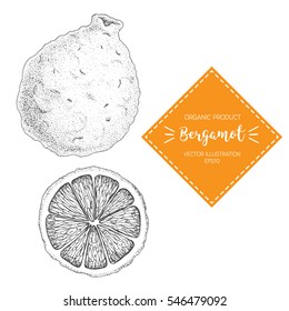 Bergamot vector illustration. Hand-drawn design element. A fruit drawn in vintage style