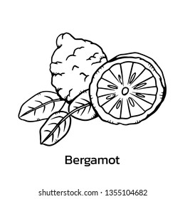 Bergamot Vector Illustration. Bergamot Line Drawing