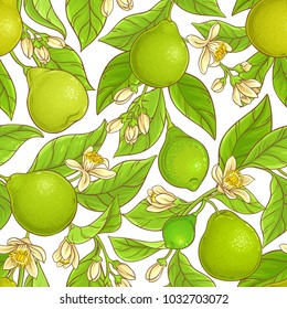 Bergamot  Vector Pattern