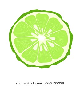 Bergamot Vector stock illustration. Green citrus fruit. For labels, packaging: of Spa aroma oil tea. Bergamot fruit with cut in half isolated on white background. lime