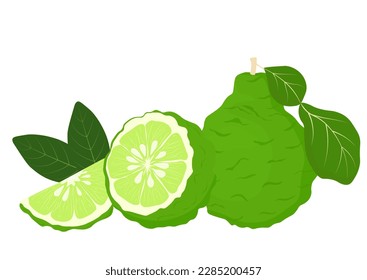 Bergamot Vector stock illustration. For labels, packaging: of Spa aroma oil tea. Citrus fruit, green in color. A tropical plant. Isolated on white background