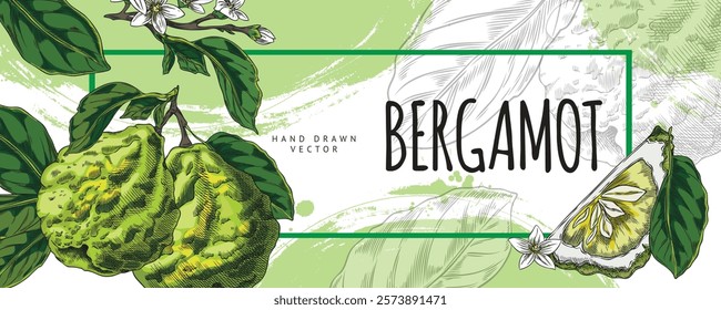 Bergamot. Vector watercolor illustration of horizontal banner with kaffir lime fruit with leaves and flowers. Hand drawn. Exotic green citrus fruit. Advertising poster with place for text.