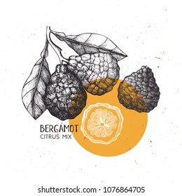 Bergamot vintage design template. Botanical illustration. Engraved Vector drawing. Citrus fruit.