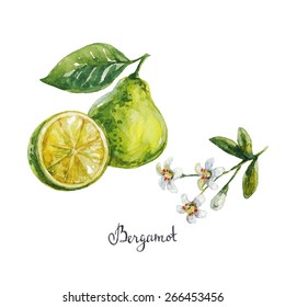 Bergamot. Watercolor Illustration