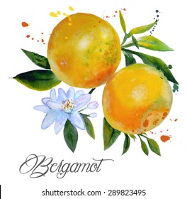 Bergamot Watercolor On Branch, Flowers Bergamot