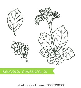 Bergenia crassifolia - Siberian herbs. Handdrawn Illustration - Health and Nature Set
