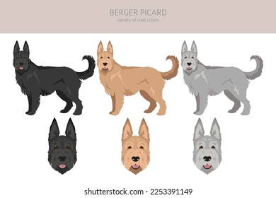 Berger picard clipart. Different coat colors and poses set.  Vector illustration