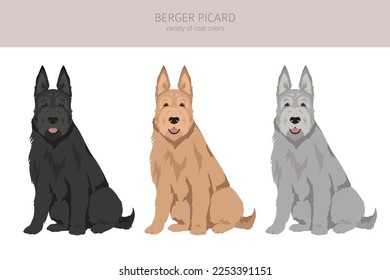 Berger picard clipart. Different coat colors and poses set.  Vector illustration