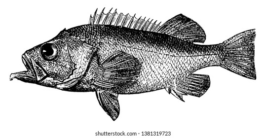 Bergylt es un nombre común que puede referirse a cualquiera de las dos especies de peces, dibujo de línea vintage o ilustración de grabado.