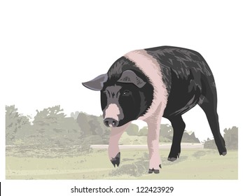 Berkshire Pig Illustration