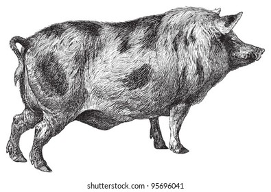 Berkshire pig / vintage illustration from Meyers Konversations-Lexikon 1897