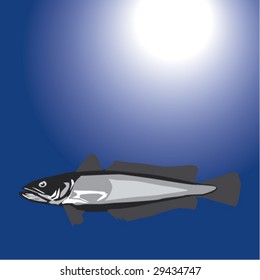 Berlam from Turkish waters, Merluccius, Hechtdorsch, Merlu Commune