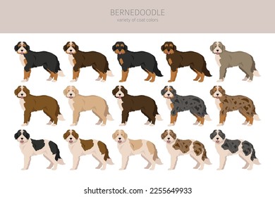 Bernedoodle hybrid clipart. All coat colors set.  Different position. All dog breeds characteristics infographic. Vector illustration