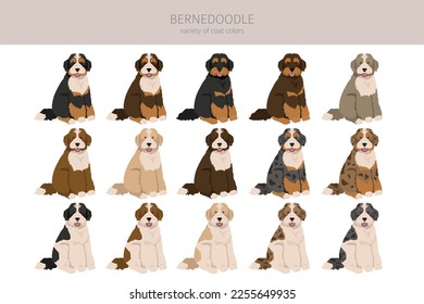 Bernedoodle hybrid clipart. All coat colors set.  Different position. All dog breeds characteristics infographic. Vector illustration