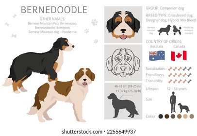 Bernedoodle hybrid clipart. All coat colors set.  Different position. All dog breeds characteristics infographic. Vector illustration