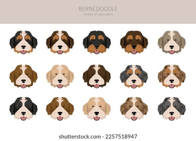 Bernedoodle Hybrid Clip Art. Alle Farben des Mantels.  Unterschiedliche Position. Alle Hunde rassen Merkmale Infografik. Vektorgrafik