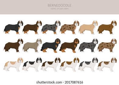 Bernedoodle mix breed clipart. Different coat colors and poses set.  Vector illustration