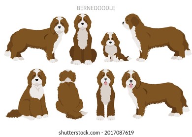 Bernedoodle mix breed clipart. Different coat colors and poses set.  Vector illustration