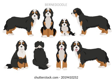 Mini Bernedoodle - America's Sweetheart - Premier Pups