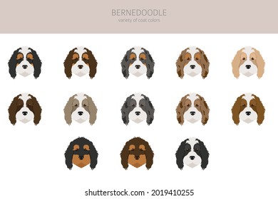 Bernedoodle mix breed clipart. Different coat colors and poses set.  Vector illustration