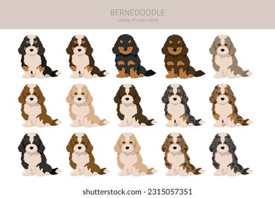 Bernedoodle puppies clipart. All coat colors set.  Different position. All dog breeds characteristics infographic. Vector illustration