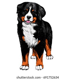 Berner Sennenhund  color sketch