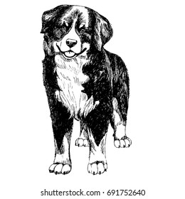 Berner Sennenhund sketch