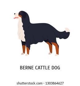 Bernese Cattle Dog or Berner Sennenhund. Gorgeous working dog of Swiss breed isolated on white background. Cute purebred domestic animal or pet. Colorful vector illustration in flat cartoon style.