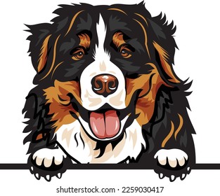 Bernese Mountain Color Peeking Dogs. Color image of a dogs head isolated on a white background. Dog portrait, Vector illustration