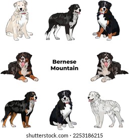 Berner Gebirgsfarben. Rutsche Hunde Figuren in verschiedenen Posen, Design für Druck, adorable und süße Cartoon Vektorset, in verschiedenen Posen. Beliebte Farben. Kollektionsset für Hundezeichnung Berner Sennenhund