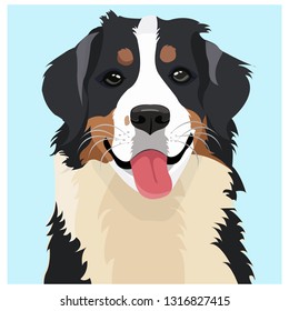 Bernese Mountain Dog