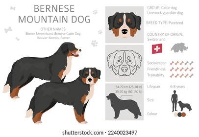 Piloto de perro de montaña de Bernese. Todos los colores del abrigo.  Posición diferente. Todas las razas de perros tienen características infográficas. Ilustración del vector