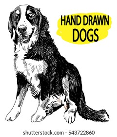 Bernese Mountain Dog. Drawing by hand in vintage style. Fluffy dog sitting.