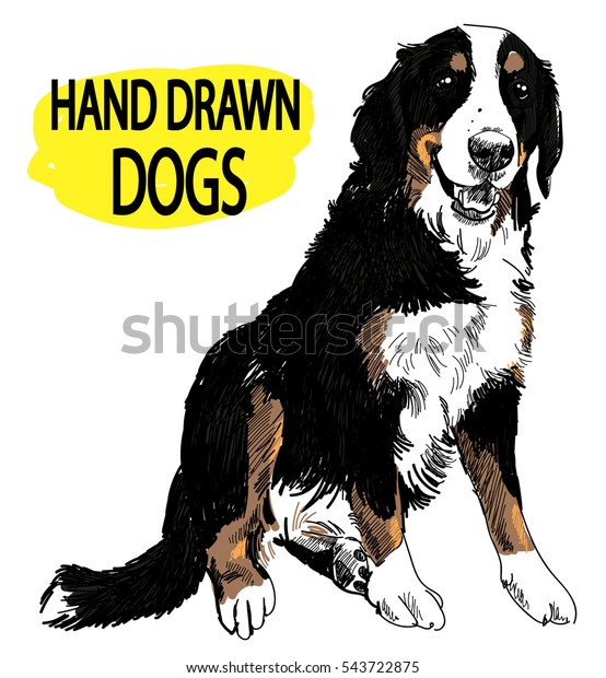 Bernese Mountain Dog Drawing By Hand Stock Vector (Royalty Free) 543722875