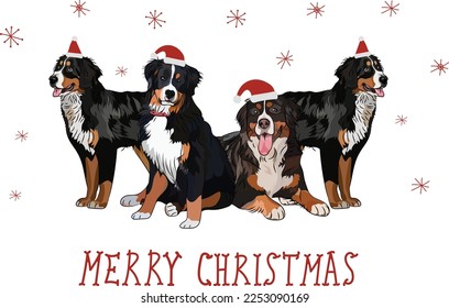 Berner Hundezeichnung. Feine Hunde-Figuren in verschiedenen Posen, Designs für Drucke, bezaubernd und süß Weihnachten Berner Sennenhund Rasse Cartoon Vektorset, in verschiedenen Posen in Hüten, lächelnd Haustier.