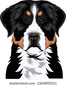 Bernese Mountain Dog Face Vector