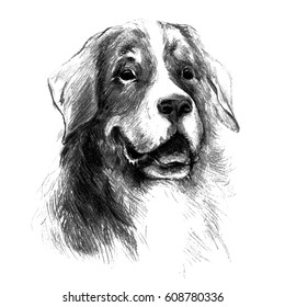 Bernese Mountain Dog. Graphic portrait dog, hand drawing illustration. Vector isolated on a white background. Drawn in pencil and image trace. Drawing in realistic style. Fluffy and friendly dog.