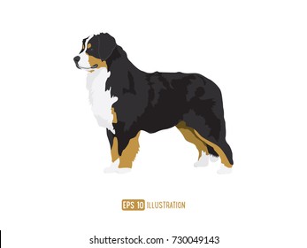 Bernese Mountain Dog Illustration