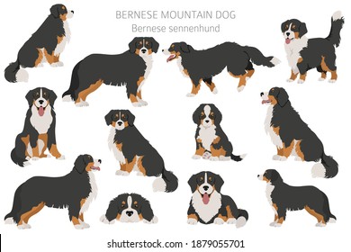 Bernese mountain dog infographic. Different poses, Bernese sennenhund puppy.  Vector illustration