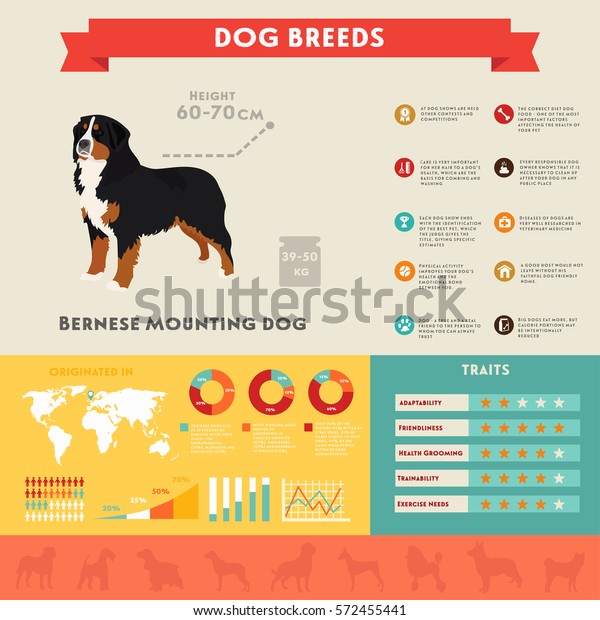Bernese Mountain Dog Growth Chart