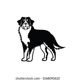 Bernese mountain dog - isolated vector illustration