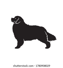 Bernese mountain dog - isolated vector illustration
