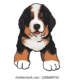 Bernese Mountain Dog Pet Colored Drawing