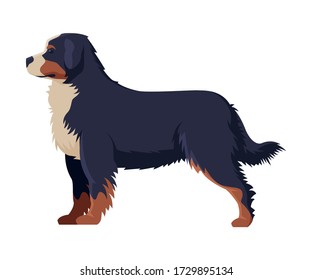 Bernese Mountain Dog Purebred Dog, Pet Animal, Side View Vector Illustration