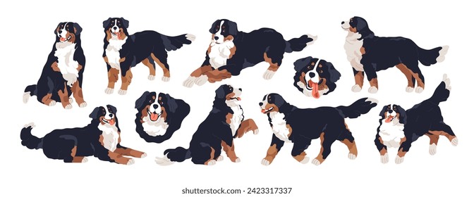 Bernese mountain dog set. Cute doggy of Swiss breed. Purebred canine animal with fuzzy coat, sitting, walking, running, lying, standing poses. Flat vector illustrations isolated on white background