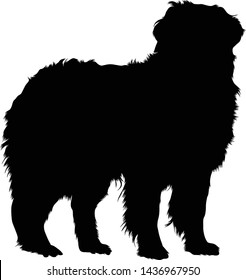 Bernese Mountain Dog Silhouette vector