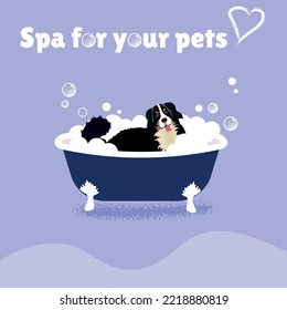 Bernese Mountain Dog sitting with his tongue sticking out in a tub of bubbles. grooming salon concept. Vector illustration
