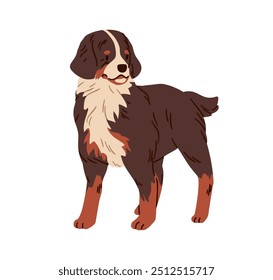 Berner Berghund, Schweizer Hundezucht. Wache und Vieh Hund. Schäfertier, Berner Sennenhund, Bauernhof arbeitender Welpe stehend. Flache grafische Vektorgrafik einzeln auf weißem Hintergrund